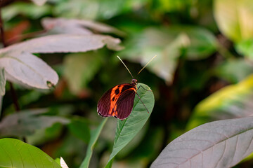Heliconius melpomene (postman butterfly, common postman) single butterfly on green leaf