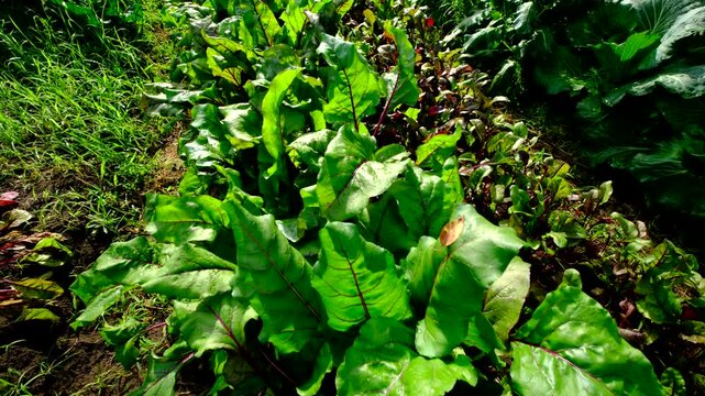 Moving camera above row of maturing organic beetroots or its chard growing in full sun in sand rich soil