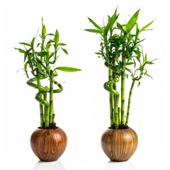 Two potted lucky bamboo plants, varying in size and stem arrangement, displayed against a white background in simple brown pots