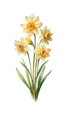 Fototapeta premium Watercolor Painting of Several Creamy Yellow Daffodil Flowers with Green Stems and Leaves