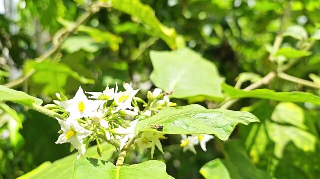 White eggplant flowers bloom with green leaves on white background.