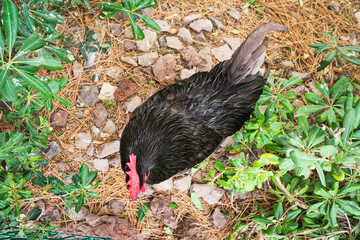 Black free-range hen foraging on the ground, top-down view. Domestic poultry in a natural garden setting with greenery.