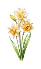 Watercolor illustration of a bouquet of bright yellow and orange daffodils