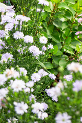 Relaxing view of natural greenery of tropical foliage plant