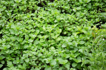 Relaxing view of natural greenery of tropical foliage plant