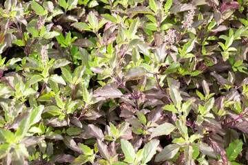 Relaxing view of natural greenery of tropical foliage plant