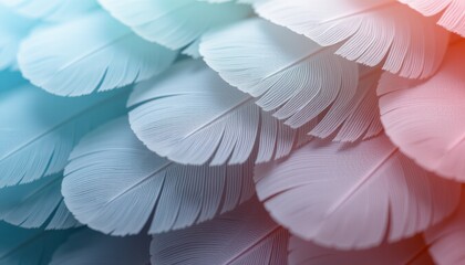 Closeup Overlapping Down Feathers Pastel Tones
