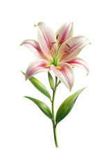 Obraz premium Elegant pink and white lily with detailed stamen on a white background