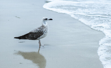 A bird walks along the seashore