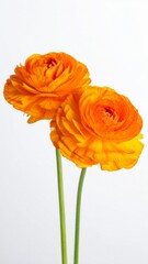 Fototapeta premium Two Orange Cosmos Flowers, Bright Petals, White Background, Blooming, Nature, Botany, Closeup, Delic, Generated image