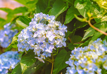 紫陽花の花2ｰ3