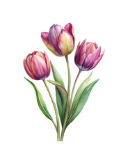 Watercolor painting of three pink and purple tulips with green leaves