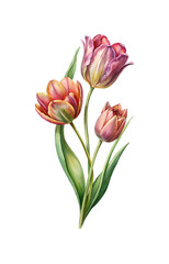 Elegant watercolor painting of three tulips in various stages of bloom on white