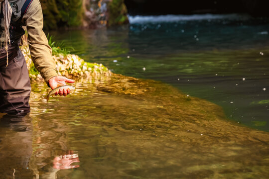 Close-up of fly fisherman holding small trout in clear river water, catch and release concept, summer outdoor fishing adventure and nature conservation theme.