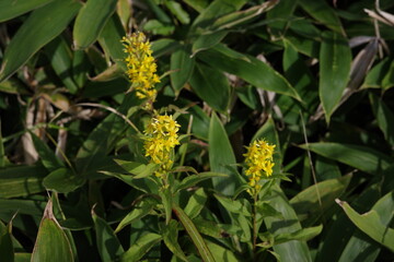 霧ヶ峰高原に咲くアキノキリンソウ。黄色い花穂が夏から秋の草原を彩り、高原の風景を明るくしています。