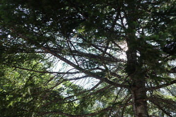 夏の日差しをいっぱいに浴びて、黄金色に輝くようなカラマツ林。光と影が織りなす美しい森の風景です。