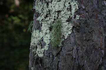 カラマツの幹に着生した地衣類。森の中で静かに広がり、独特の模様と質感をつくり出しています。