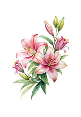 Elegant watercolor painting of pink lilies and green leaves on white background