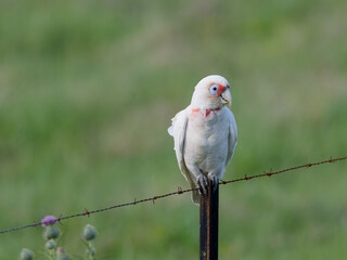 long-billed corella (Cacatua tenuirostris) perched on a weathered and rusty barbed-wire fence