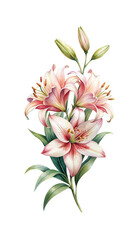 Watercolor illustration of a delicate lily flower bouquet on a white background