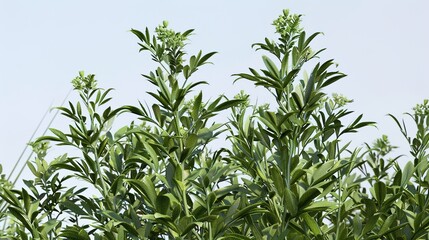 Obraz premium Experience the Benefits of Mugwort: Traditional Herb for Wellness, Skin Care, and Natural Healing