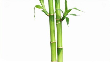 Obraz premium Lush Green Bamboo Stalks and Leaves, Isolated White Background Generated image