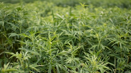 Experience the Benefits of Mugwort: Traditional Herb for Wellness, Skin Care, and Natural Healing