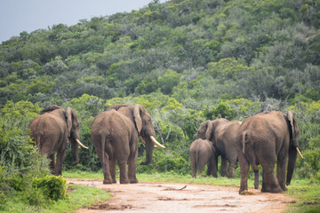 elephants in the savannah