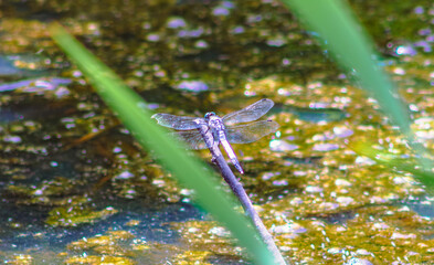 トンボ3ｰ75 © 齋藤高明