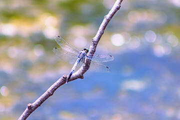 トンボ3ｰ66 © 齋藤高明