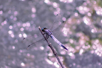 トンボ3ｰ56 © 齋藤高明