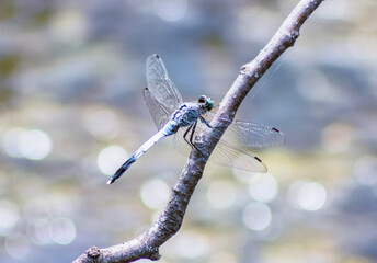 トンボ3ｰ49 © 齋藤高明