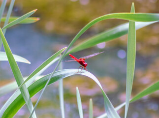 トンボ3ｰ43 © 齋藤高明