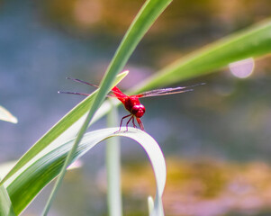 トンボ3ｰ41 © 齋藤高明