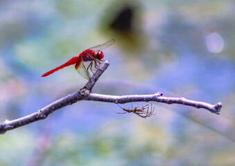 トンボ3ｰ46 © 齋藤高明