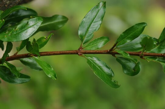 Punica granatum, pomegranate tree, blooms red in summer and bears fruits in autumn. Its rind is used in herbal medicine for hemostatic and astringent effects.