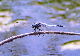 トンボ3ｰ28 © 齋藤高明