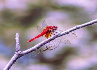 トンボ3ｰ33 © 齋藤高明