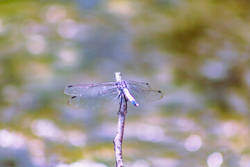 トンボ3ｰ23 © 齋藤高明