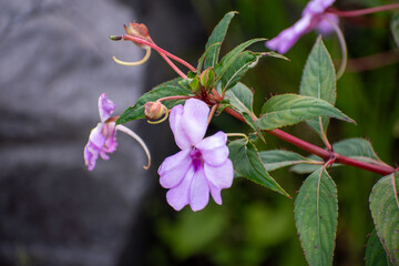 Vivid purple blooms of Impatiens flaccida surrounded by green foliage, an ornamental plant valued for its colorful flowers and graceful appearance.