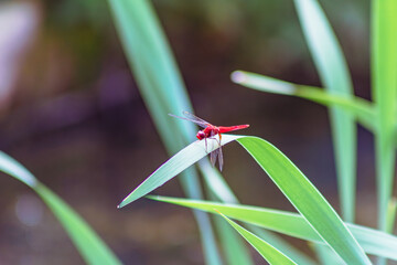 トンボ3ｰ17 © 齋藤高明