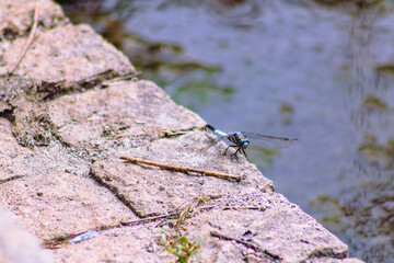 トンボ3ｰ15 © 齋藤高明