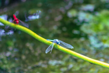 トンボ3ｰ8 © 齋藤高明