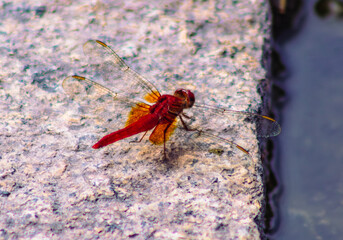 トンボ3ｰ4 © 齋藤高明