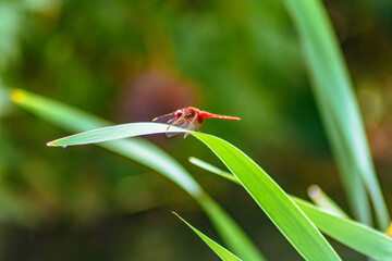 トンボ3ｰ7 © 齋藤高明