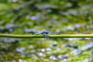 トンボ3ｰ6 © 齋藤高明