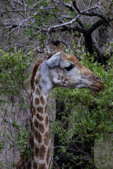 giraffe eating grass