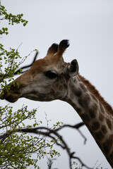 giraffe eating grass