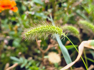 Close-up of green foxtail grass (Setaria viridis) with fuzzy bristles, set against a blurred background of foliage and orange flowers. A vivid botanical detail from a natural outdoor setting.