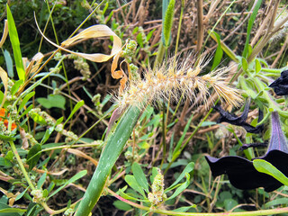 Close-up of green foxtail grass (Setaria viridis) with fuzzy bristles, set against a blurred background of foliage and orange flowers. A vivid botanical detail from a natural outdoor setting.